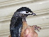  ( - C47075)  @11 [ ] CreativeCommons - Attribution Non-Commercial Share-Alike (2019) Unspecified College of Environmental Studies, National Dong Hwa University