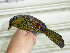  ( - B53216)  @11 [ ] CreativeCommons - Attribution Non-Commercial Share-Alike (2019) Unspecified College of Environmental Studies, National Dong Hwa University