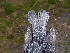  (Myiomela leucura - B50137)  @11 [ ] CreativeCommons - Attribution Non-Commercial Share-Alike (2019) Unspecified College of Environmental Studies, National Dong Hwa University