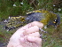  ( - B28410)  @11 [ ] CreativeCommons - Attribution Non-Commercial Share-Alike (2019) Unspecified College of Environmental Studies, National Dong Hwa University