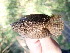  ( - K45801)  @11 [ ] CreativeCommons - Attribution Non-Commercial Share-Alike (2019) Unspecified College of Environmental Studies, National Dong Hwa University