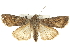  (Euxoa sibirica - BIOUG07540-A05)  @15 [ ] CreativeCommons - Attribution (2012) CBG Photography Group Centre for Biodiversity Genomics