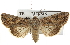 ( - BIOUG07540-C12)  @14 [ ] CreativeCommons - Attribution (2012) CBG Photography Group Centre for Biodiversity Genomics