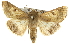  (Helicoverpa armigera - BIOUG07540-F09)  @15 [ ] CreativeCommons - Attribution (2012) CBG Photography Group Centre for Biodiversity Genomics
