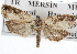  ( - BIOUG07541-E10)  @13 [ ] CreativeCommons - Attribution (2013) CBG Photography Group Centre for Biodiversity Genomics