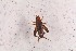  ( - 2024-MK003)  @11 [ ] CC-By (2025) Tony Robillard MNHN