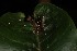  (Brevimunda - 2024-MK031)  @11 [ ] CC-By (2025) Tony Robillard MNHN