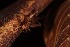  (Odontogryllodes - 2024-MK033)  @11 [ ] CC-By (2025) Tony Robillard MNHN