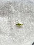  (Asiophlugis - 2024-PH373)  @11 [ ] CC-By (2025) Tony Robillard MNHN
