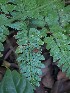  ( - 2024-PH379)  @11 [ ] CC-By (2025) Tony Robillard MNHN