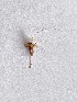  ( - 2024-PH388)  @11 [ ] CC-By (2025) Tony Robillard MNHN