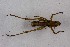  (Anthracites alatus - 2024-PH410)  @11 [ ] CC-By (2025) Tony Robillard MNHN