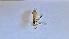  ( - BC_JAS_041)  @11 [ ] cc-by (2023) Tony Robillard MNHN
