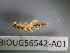  ( - BIOUG56542-A01)  @11 [ ] CreativeCommons Attribution (2023) Department of Invertebrate Zoology and Hydrobiology Department of Invertebrate Zoology and Hydrobiology