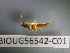  ( - BIOUG56542-C01)  @11 [ ] CreativeCommons Attribution (2023) Department of Invertebrate Zoology and Hydrobiology Department of Invertebrate Zoology and Hydrobiology