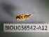 ( - BIOUG56542-A12)  @11 [ ] CreativeCommons Attribution (2023) Department of Invertebrate Zoology and Hydrobiology Department of Invertebrate Zoology and Hydrobiology