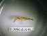  ( - BIOUG56536-F02)  @11 [ ] CreativeCommons Attribution (2023) Department of Invertebrate Zoology and Hydrobiology Department of Invertebrate Zoology and Hydrobiology