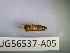  ( - BIOUG56537-A05)  @11 [ ] CreativeCommons Attribution (2023) Department of Invertebrate Zoology and Hydrobiology Department of Invertebrate Zoology and Hydrobiology