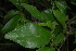  (Vangueria esculenta - OM2435)  @11 [ ] CreativeCommons - Attribution Non-Commercial Share-Alike (2011) Olivier Maurin University of Johannesburg