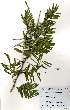  (Acacia sieberiana - OM2451)  @15 [ ] No Rights Reserved (2011) Olivier Maurin University of Johannesburg