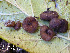  ( - O-F245366)  @11 [ ] CreativeCommons - Attribution Non-Commercial (2013) Anne Molia University of Oslo, Natural History Museum, Oslo, Norway
