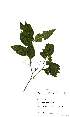  (Maytenus peduncularis - Abbott9104)  @11 [ ] Unspecified (default): All Rights Reserved  Unspecified Unspecified