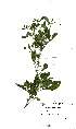  (Crotalaria capensis - Abbott9109)  @11 [ ] Unspecified (default): All Rights Reserved  Unspecified Unspecified