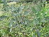  ( - Abbott9109)  @11 [ ] Unspecified (default): All Rights Reserved  Unspecified Unspecified