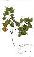  ( - Abbott9116)  @11 [ ] Unspecified (default): All Rights Reserved  Unspecified Unspecified