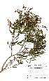  (Eugenia verdoorniae - Abbott9122)  @11 [ ] Unspecified (default): All Rights Reserved  Unspecified Unspecified