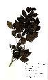  ( - Abbott9124)  @11 [ ] Unspecified (default): All Rights Reserved  Unspecified Unspecified