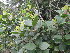  (Pseudoscolopia - Abbott9124)  @11 [ ] Unspecified (default): All Rights Reserved  Unspecified Unspecified