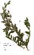  (Podalyria - Abbott9127)  @11 [ ] Unspecified (default): All Rights Reserved  Unspecified Unspecified