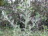  ( - Abbott9127)  @11 [ ] Unspecified (default): All Rights Reserved  Unspecified Unspecified