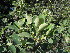  (Erythroxylum pictum - Abbott9129)  @11 [ ] Unspecified (default): All Rights Reserved  Unspecified Unspecified