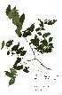  (Maytenus cordata - Abbott9138)  @11 [ ] Unspecified (default): All Rights Reserved  Unspecified Unspecified