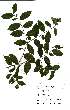  (Maytenus sp. A - Abbott9140)  @11 [ ] Unspecified (default): All Rights Reserved  Unspecified Unspecified