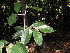  ( - Abbott9147)  @11 [ ] Unspecified (default): All Rights Reserved  Unspecified Unspecified