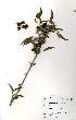  ( - OM0782)  @11 [ ] No Rights Reserved  Unspecified Unspecified