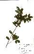  ( - OM0870)  @11 [ ] No Rights Reserved  Unspecified Unspecified