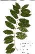  (Combretum oxystachium - OM0996)  @11 [ ] No Rights Reserved (2011) Olivier Maurin University of Johannesburg