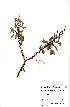  (Acacia montis-usti - OM1004)  @13 [ ] No Rights Reserved  Unspecified Unspecified