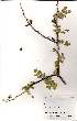  (Senegalia mellifera - OM1030)  @13 [ ] No Rights Reserved  Unspecified Unspecified