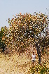 ( - OM1039)  @11 [ ] CreativeCommons - Attribution Non-Commercial Share-Alike (2010) Olivier Maurin University of Johannesburg