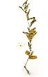  (Senegalia robynsiana - OM1066)  @13 [ ] Unspecified (default): All Rights Reserved  Unspecified Unspecified