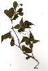  (Terminalia neotaliala - OM1088)  @11 [ ] Unspecified (default): All Rights Reserved  Unspecified Unspecified