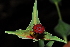  (Euphorbia monteiri - OM1268)  @11 [ ] Unspecified (default): All Rights Reserved  Unspecified Unspecified