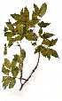  (Commiphora harveyi - OM1455)  @11 [ ] Unspecified (default): All Rights Reserved  Unspecified Unspecified