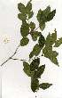  ( - OM1527)  @11 [ ] Unspecified (default): All Rights Reserved  Unspecified Unspecified