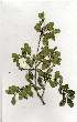  ( - OM1531)  @11 [ ] Unspecified (default): All Rights Reserved  Unspecified Unspecified